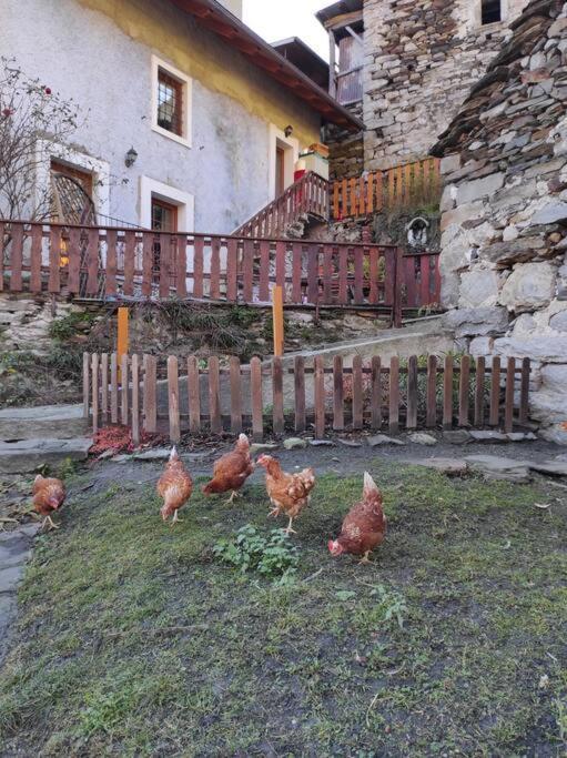 Casa Del Cios Calda E Intima Casetta Immersa Nel Verde Delle Montagne Alpe Basciumo Kültér fotó