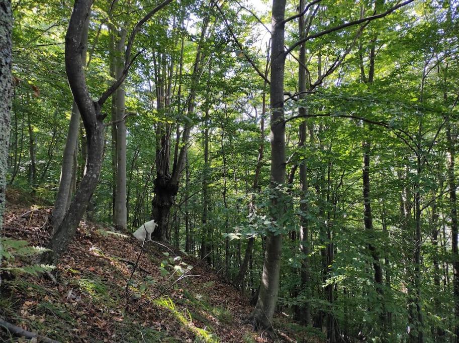 Casa Del Cios Calda E Intima Casetta Immersa Nel Verde Delle Montagne Alpe Basciumo Kültér fotó